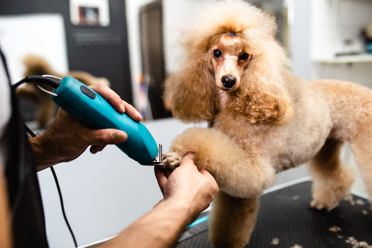 Poodle getting its nails trimmer at the grooming salon