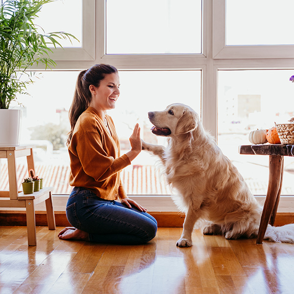 Puppy and Obedience Training in Briarford Place